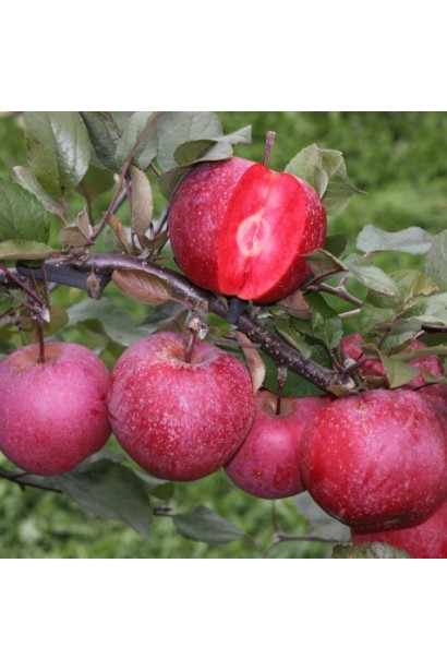 Malus domestica Baya Marisa